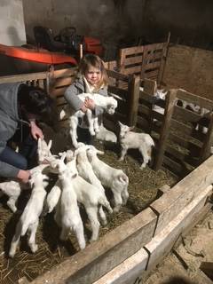les joies du printemps -  LA FERME D'ETIENNETTE (Normandie, Manche)
