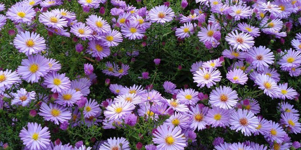 asters en automne -  La clé des champs (Hauts-de-France, Nord)