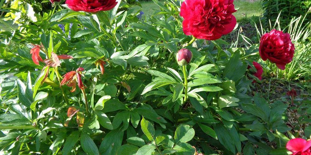 pivoines -  La clé des champs (Hauts-de-France, Nord)