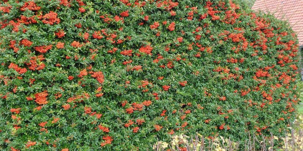 pyracantha au pignon du garage -  La clé des champs (Hauts-de-France, Nord)
