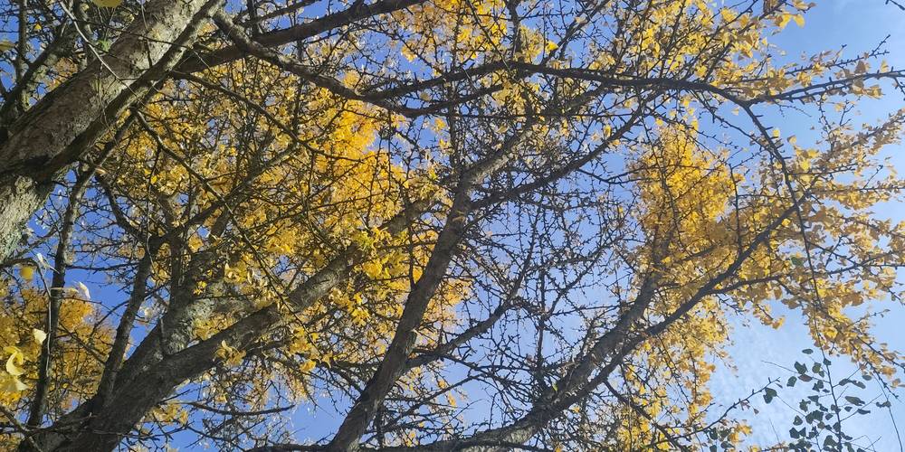  Gîte Les Guilleminots (Auvergne-Rhône-Alpes, Allier)