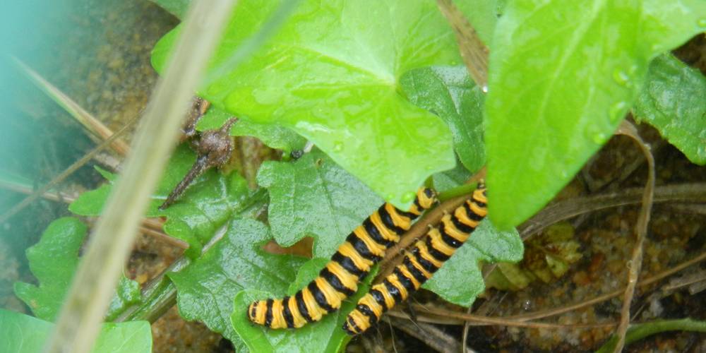 Chenilles au jardin -  Terre Compagne (Bretagne, Ille-et-Vilaine)