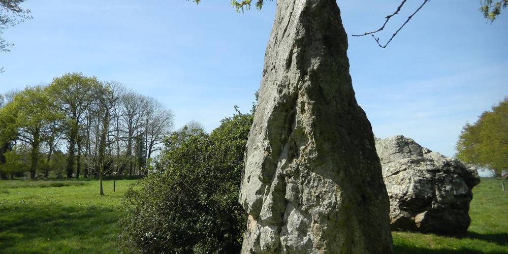 A Médréac, on a de beaux menhirs... -  Terre Compagne (Bretagne, Ille-et-Vilaine)