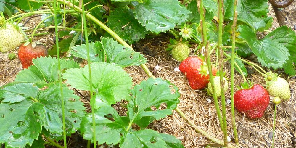 Y'a pas que des chenilles au jardin ! -  Terre Compagne (Bretagne, Ille-et-Vilaine)