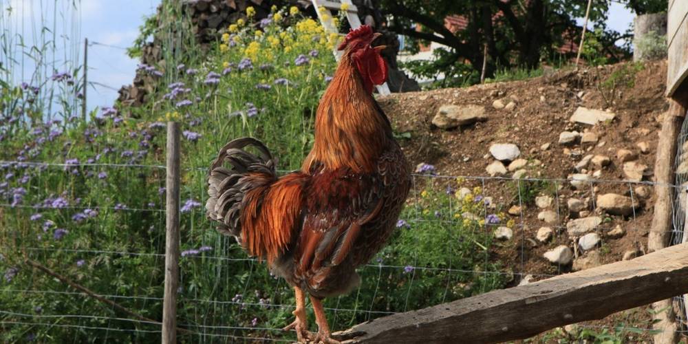  Le jardin de Max et Nana (Auvergne-Rhône-Alpes, Savoie)