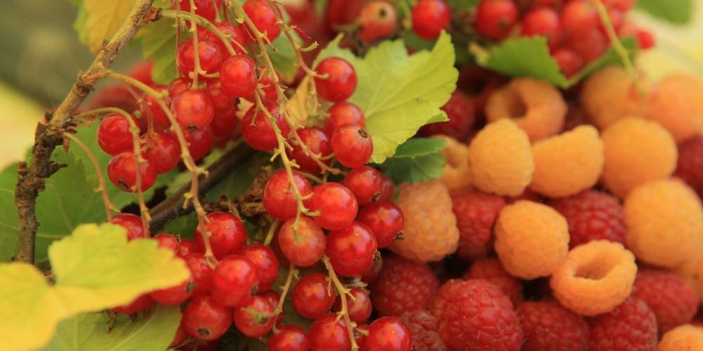  Le jardin de Max et Nana (Auvergne-Rhône-Alpes, Savoie)