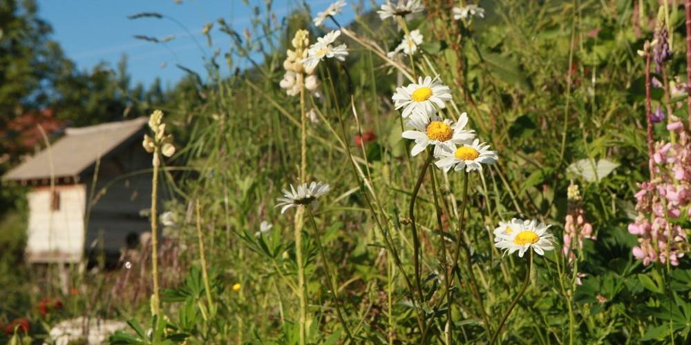  Le jardin de Max et Nana (Auvergne-Rhône-Alpes, Savoie)