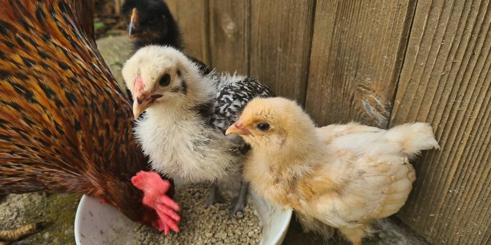  Le jardin de Max et Nana (Auvergne-Rhône-Alpes, Savoie)
