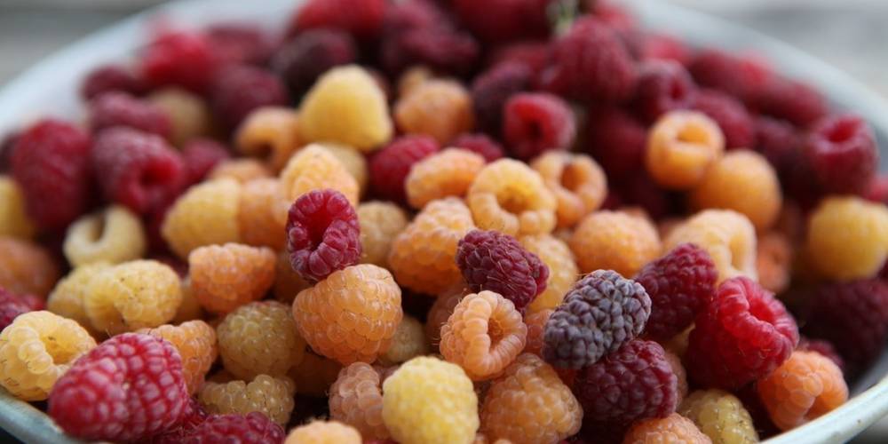  Le jardin de Max et Nana (Auvergne-Rhône-Alpes, Savoie)