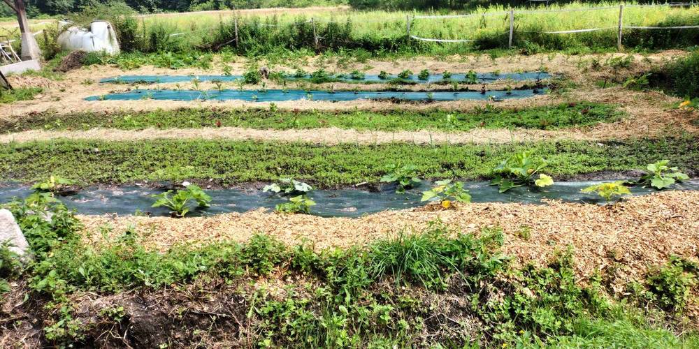 une partie du jardin -  POTABILIS LA FERME A CULTURE (Nouvelle-Aquitaine, Gironde)