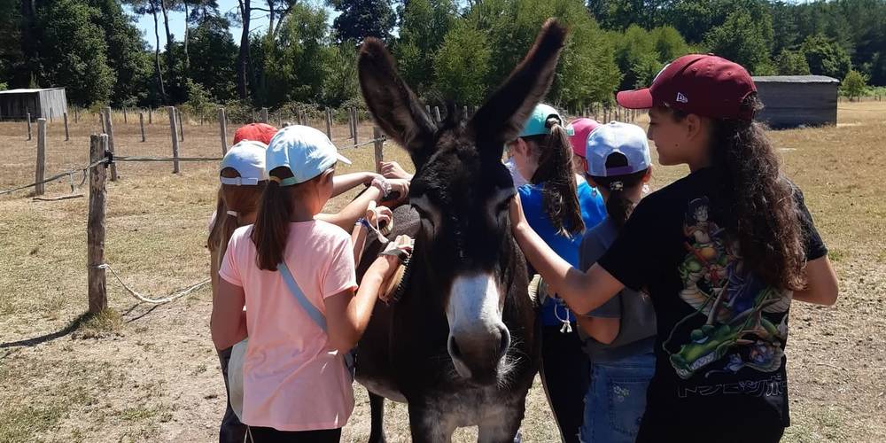 Brossage de Badi'ane -  Ferme d'animation du Long Réage (Pays de la Loire, Sarthe)