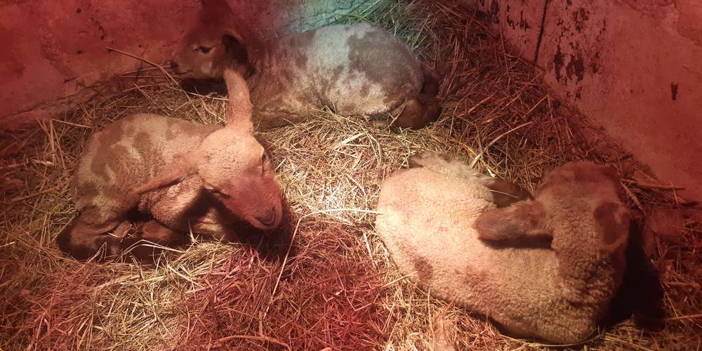 Les triplets 2026 -  Ferme d'animation du Long Réage (Pays de la Loire, Sarthe)