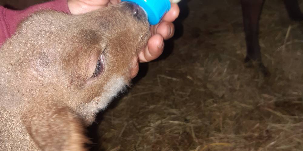 un petit biberon -  Ferme d'animation du Long Réage (Pays de la Loire, Sarthe)