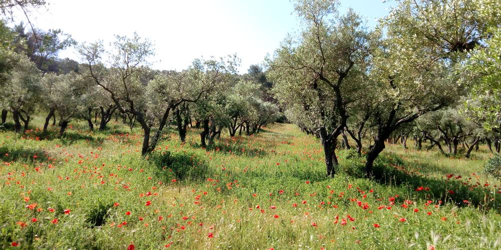 Verger d'Olivier -  Mas Saint-Paul (Provence-Alpes-Côte d’Azur, Bouches-du-Rhône)
