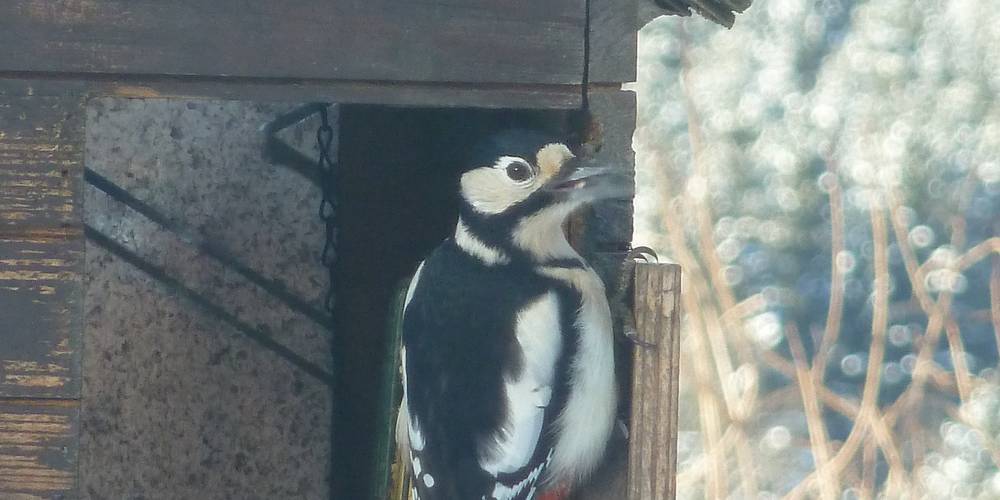  La Fritillaire (Bourgogne-Franche-Comté, Haute-Saône)