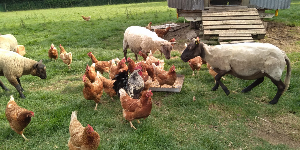  gite "Chez Madeleine" (Normandie, Manche)