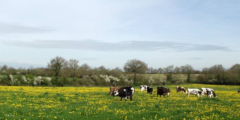 nos belles productrices de lait bio -  La Ferme du Biau Chemin des Landes (Pays de la Loire, Loire-Atlantique)