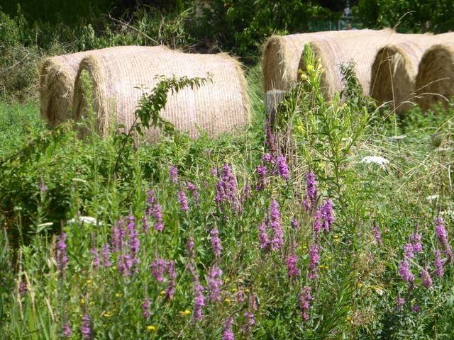  Beaulieu (Auvergne-Rhône-Alpes, Allier)