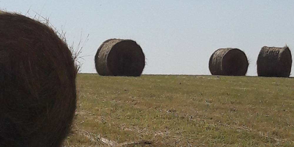 foin -  Ferme de montagnac (Occitanie, Gers)