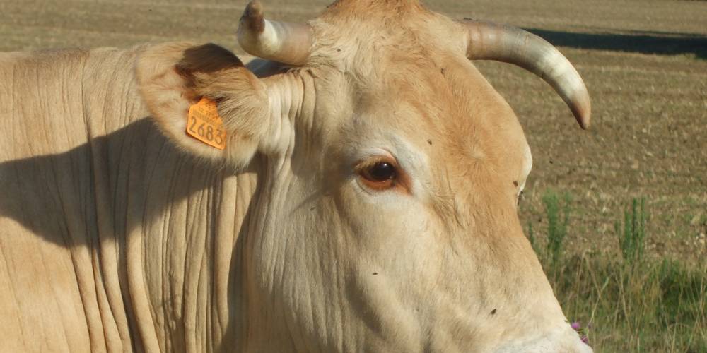 Lysistrata: vache Blonde d'Aquitaine -  Ferme de montagnac (Occitanie, Gers)