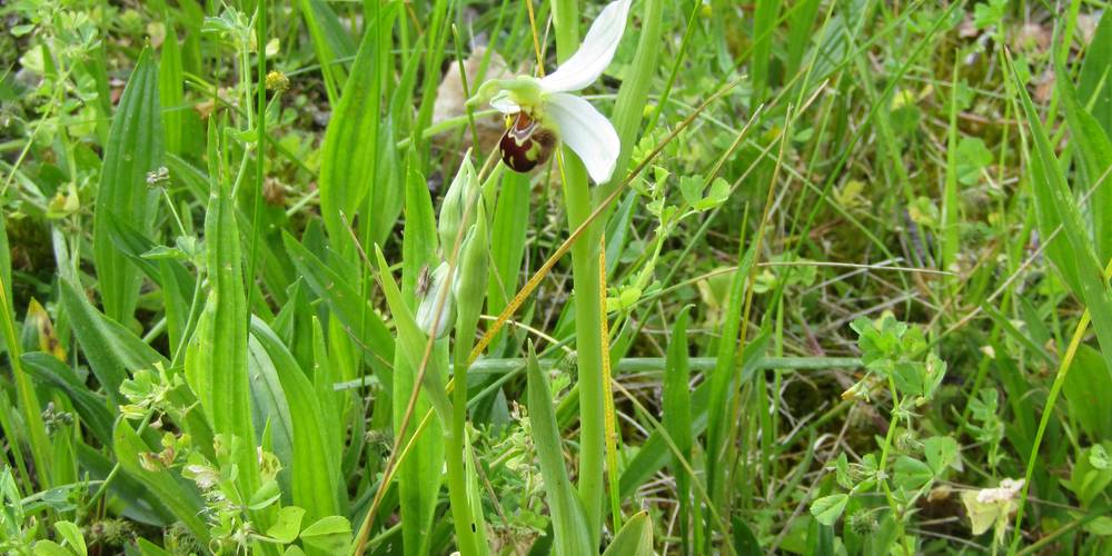orchidée sauvage -  Ferme de montagnac (Occitanie, Gers)