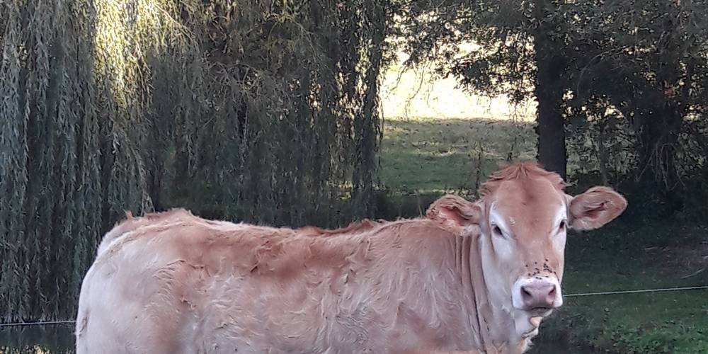Olympe: génisse Blonde d'aquitaine -  Ferme de montagnac (Occitanie, Gers)