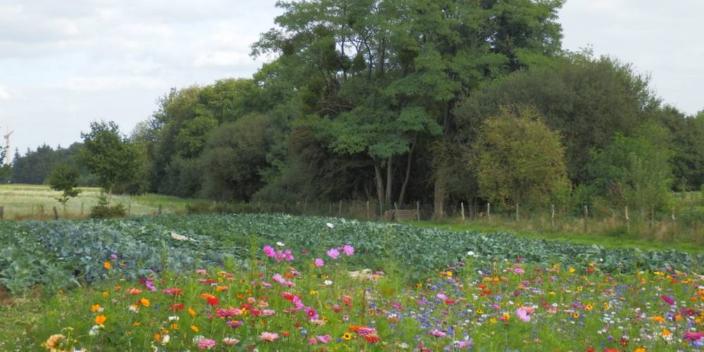  Bellevue sur l'Potager (Bretagne, Ille-et-Vilaine)
