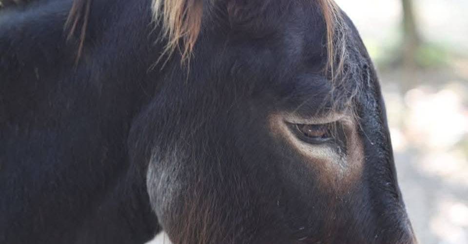  Asinerie d'en Manaou (Occitanie, Haute-Garonne)