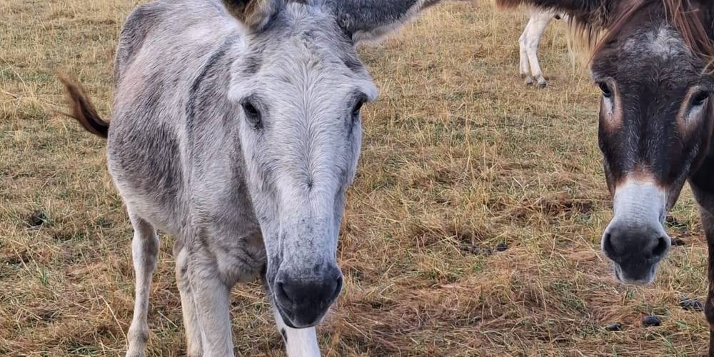  Asinerie d'en Manaou (Occitanie, Haute-Garonne)