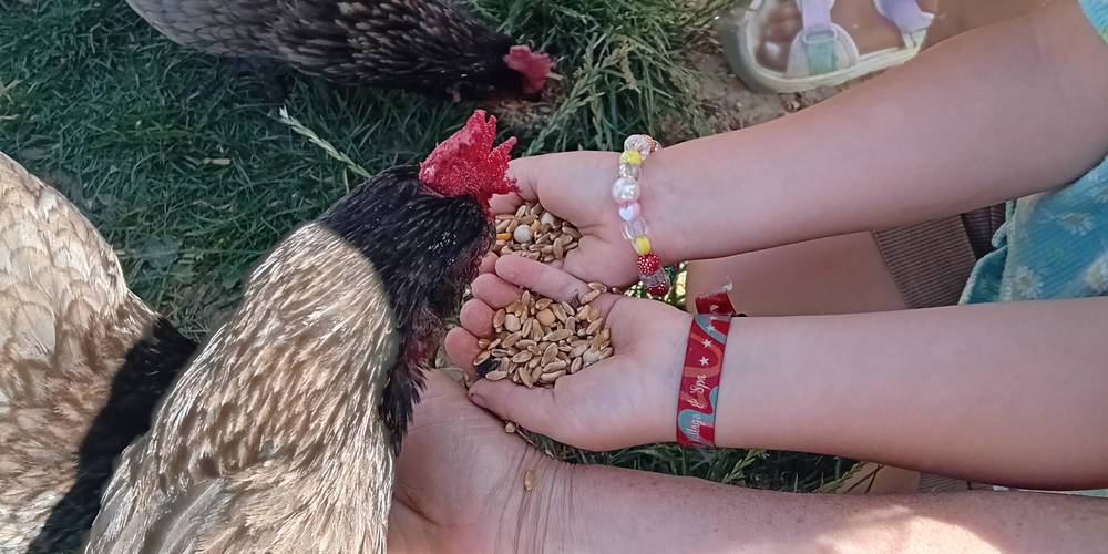  Asinerie d'en Manaou (Occitanie, Haute-Garonne)