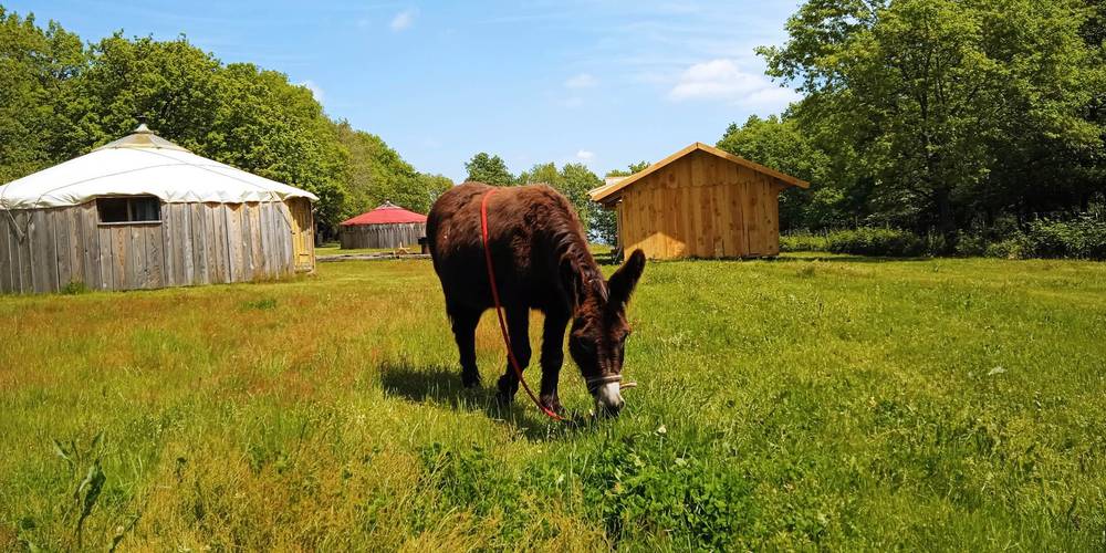  Asinerie d'en Manaou (Occitanie, Haute-Garonne)
