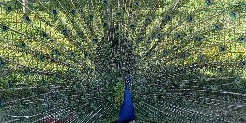  Asinerie d'en Manaou (Occitanie, Haute-Garonne)