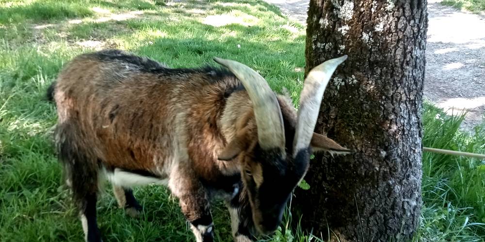  Asinerie d'en Manaou (Occitanie, Haute-Garonne)