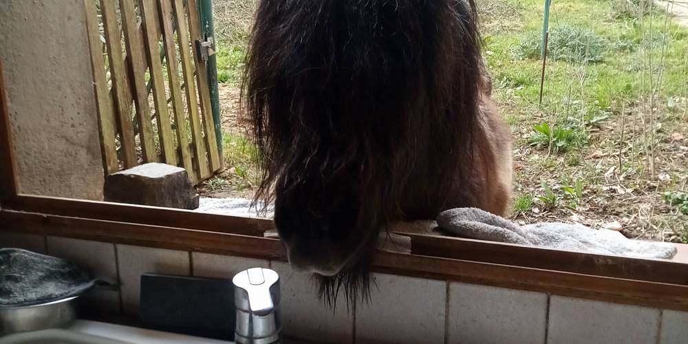  Asinerie d'en Manaou (Occitanie, Haute-Garonne)