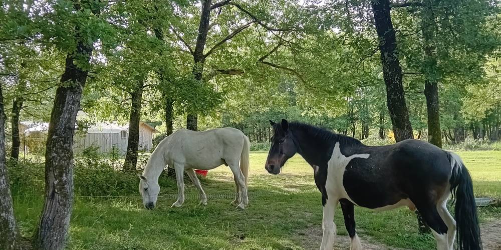  Asinerie d'en Manaou (Occitanie, Haute-Garonne)