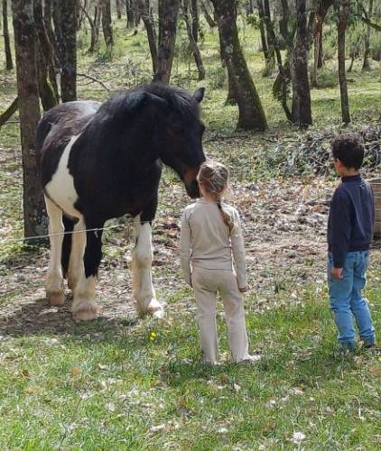  Asinerie d'en Manaou (Occitanie, Haute-Garonne)