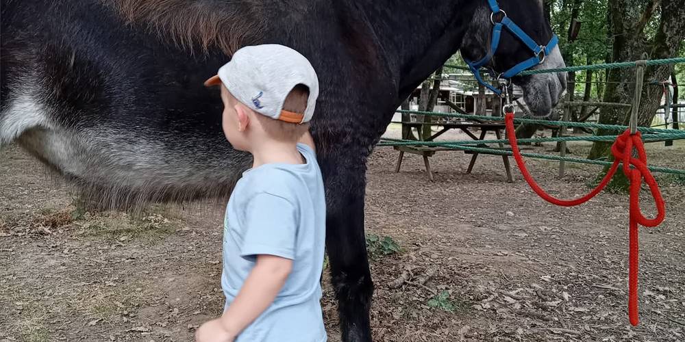  Asinerie d'en Manaou (Occitanie, Haute-Garonne)