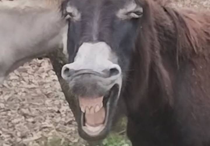  Asinerie d'en Manaou (Occitanie, Haute-Garonne)