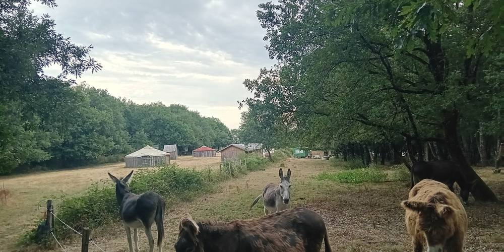  Asinerie d'en Manaou (Occitanie, Haute-Garonne)