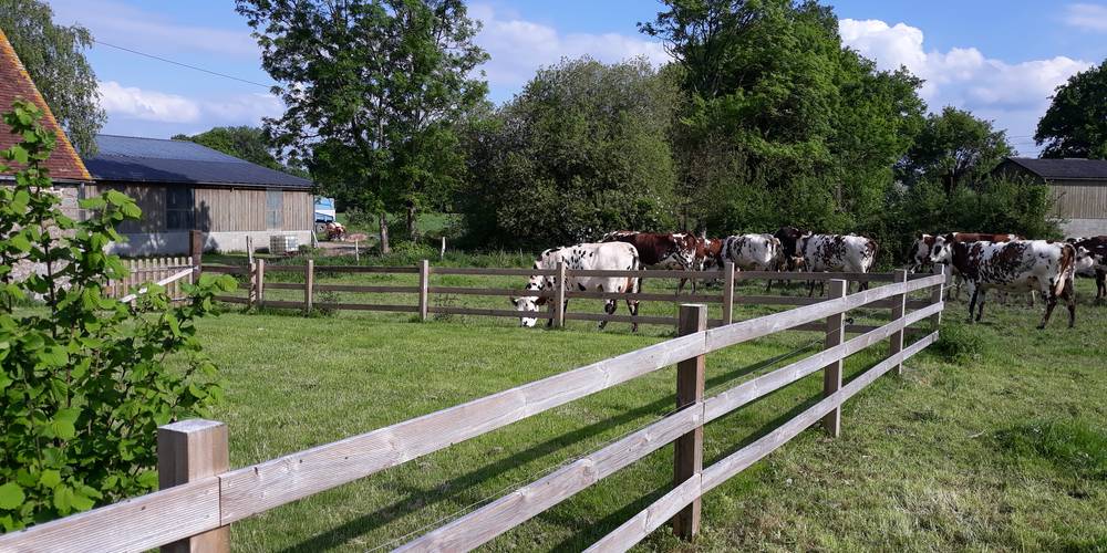 Jardin gîte et vaches ! -  La Ferme Buissonnière (Normandie, Orne)
