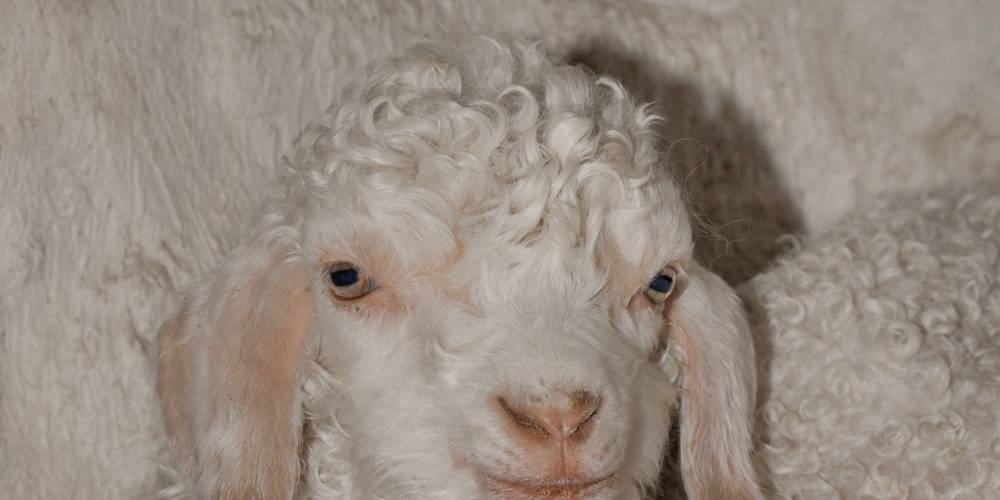  Asinerie et chèvrerie du Bois Gamats (Pays de la Loire, Mayenne)