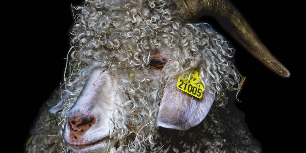  Asinerie et chèvrerie du Bois Gamats (Pays de la Loire, Mayenne)