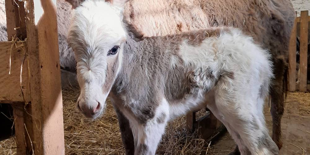  Asinerie et chèvrerie du Bois Gamats (Pays de la Loire, Mayenne)