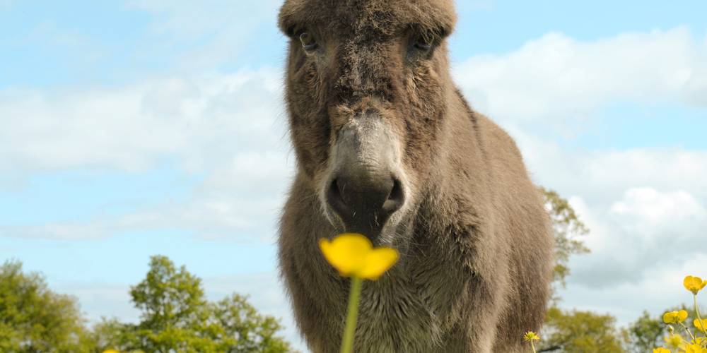  Asinerie et chèvrerie du Bois Gamats (Pays de la Loire, Mayenne)