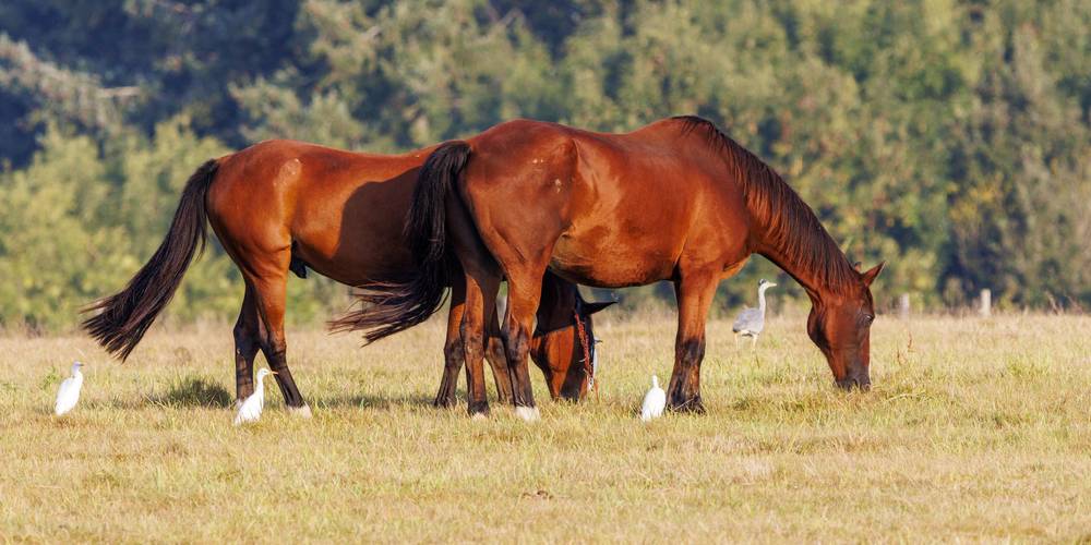  Asinerie et chèvrerie du Bois Gamats (Pays de la Loire, Mayenne)
