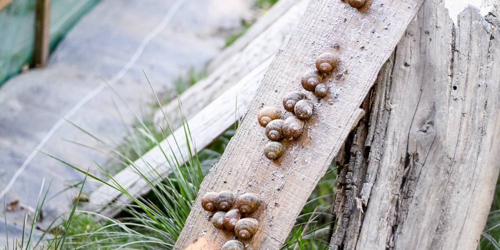  Moulin Burignat (Bourgogne-Franche-Comté, Jura)