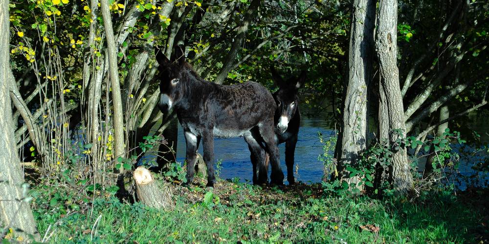  Gîte de Brassacou (Occitanie, Ariège)