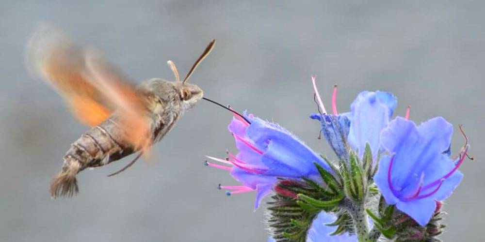  Gîte de Brassacou (Occitanie, Ariège)