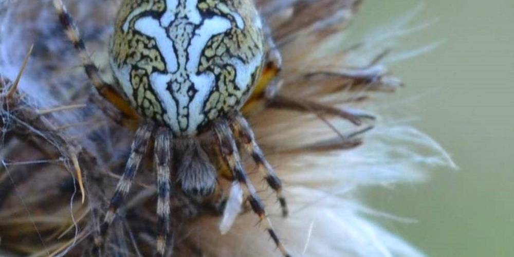  Gîte de Brassacou (Occitanie, Ariège)