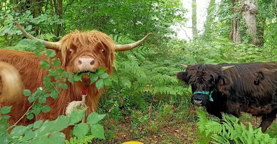  Gîte de Brassacou (Occitanie, Ariège)